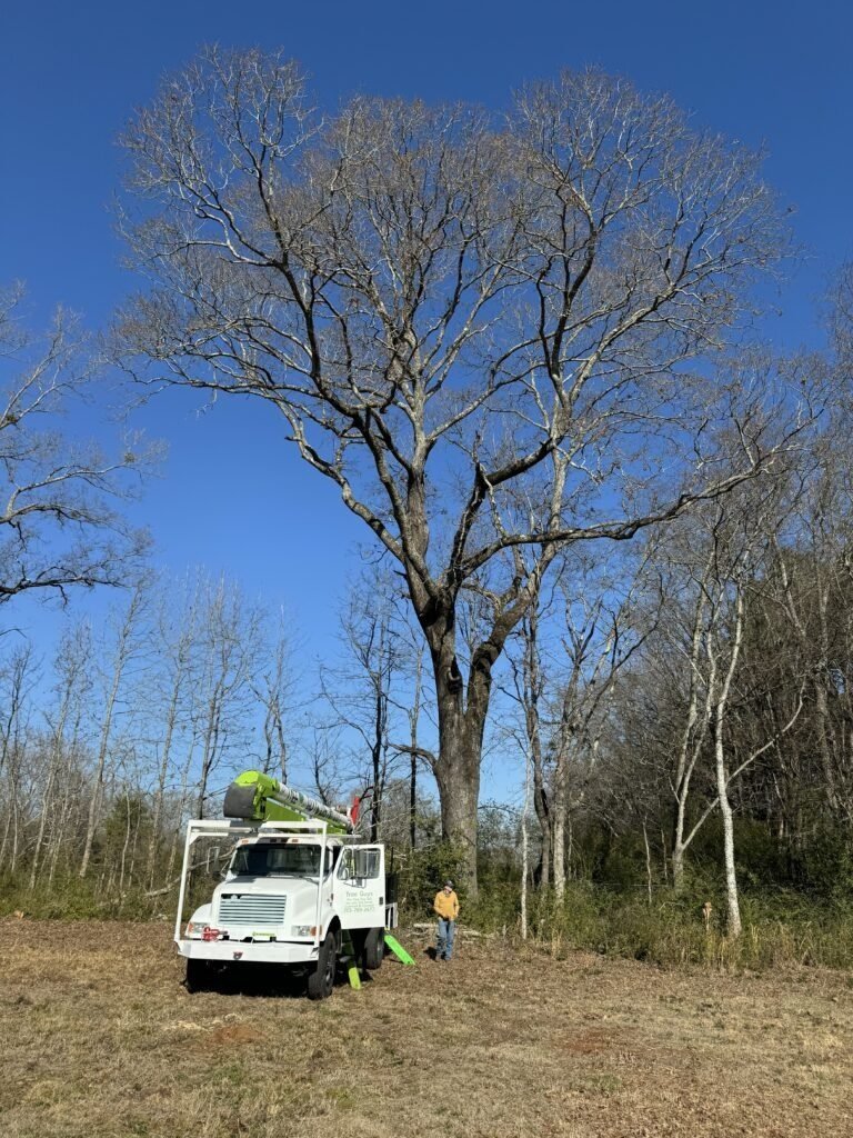 Bucket truck on site for a hazardous tree assessment of a large oak