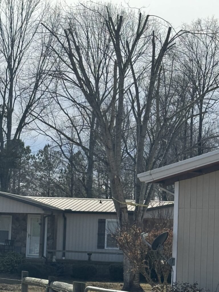 Tree trimmed and canopy raised away from a rooftop