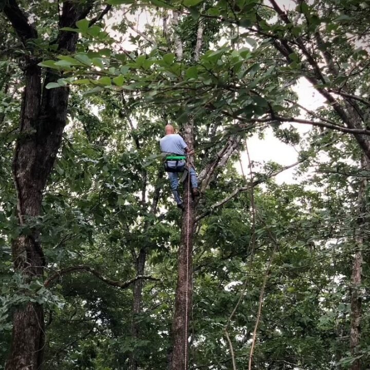 Climber working a storm-damaged tree during cleanup
