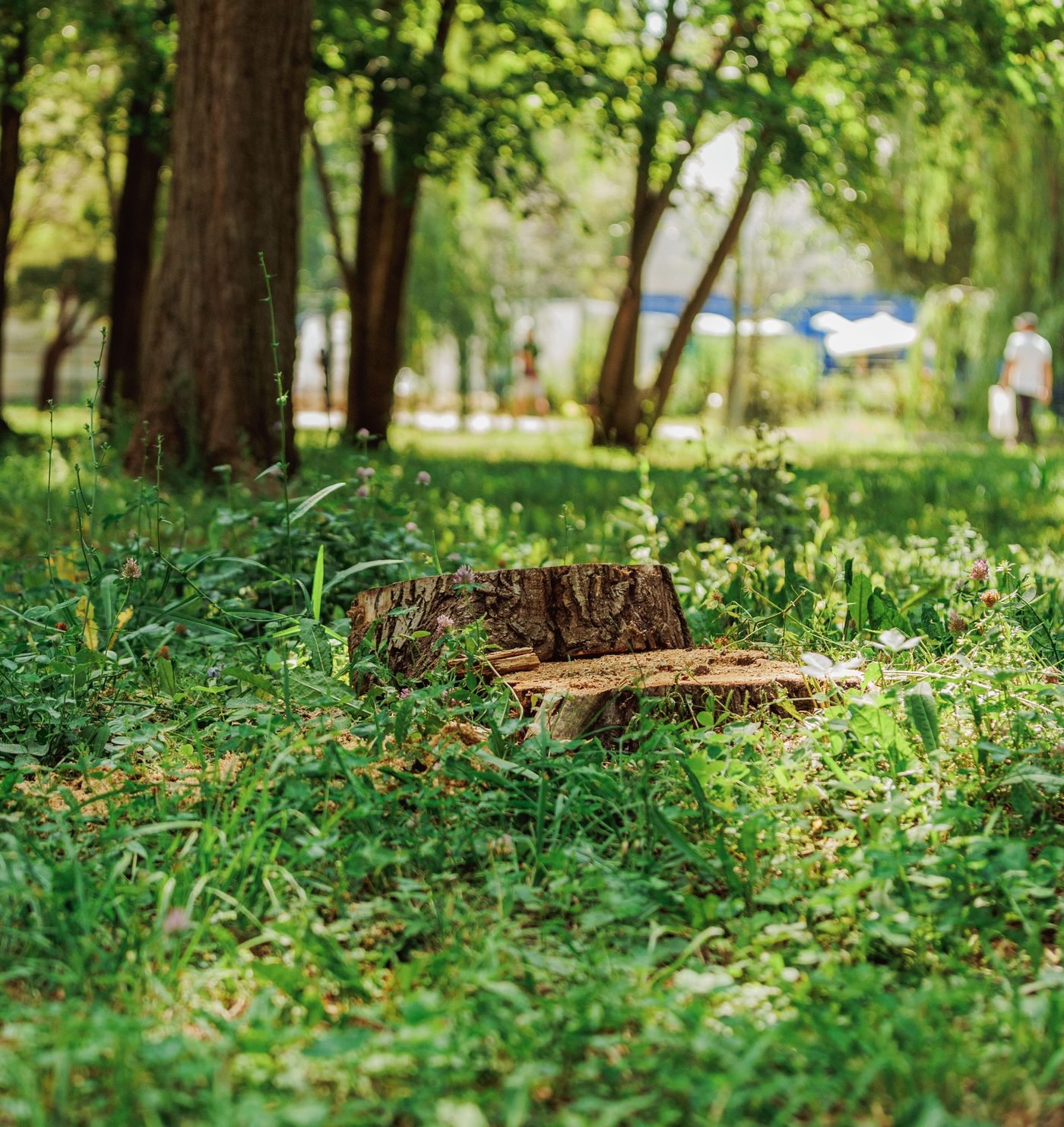 Tree stump cut flush to the ground after stump removal