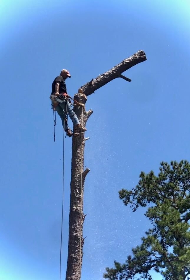 Climber cutting down a dead pine section by section during a tree removal in Shelby County, AL